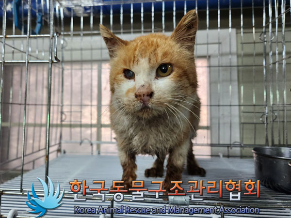 한국동물구조관리협회_441559202301247
