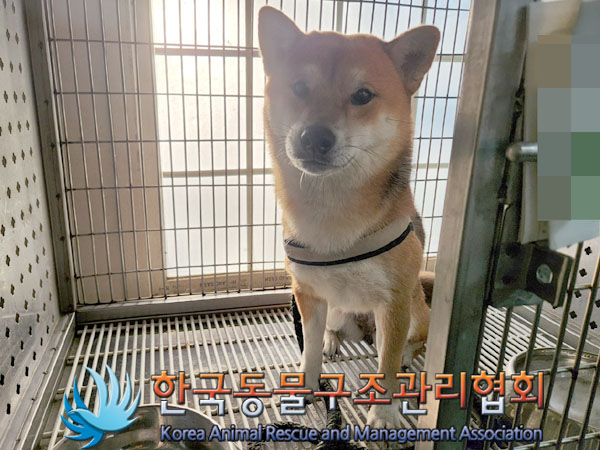 한국동물구조관리협회_441382202300955
