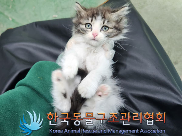 한국동물구조관리협회_441559202301246