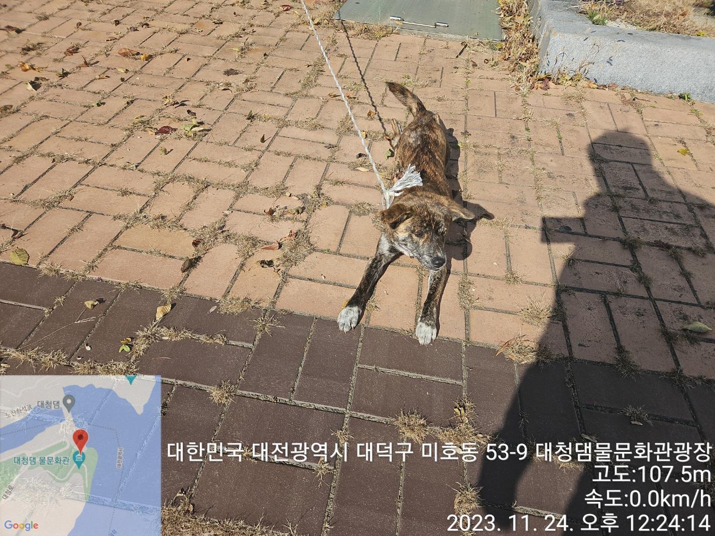 대전동물보호센터_430368202300585