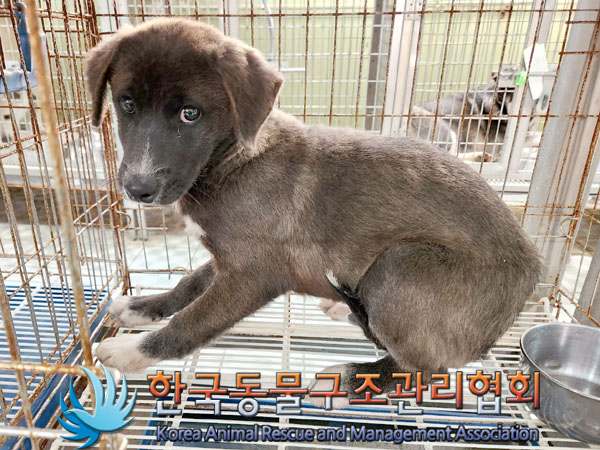 한국동물구조관리협회_441560202301634