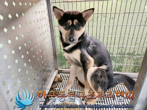한국동물구조관리협회_441406202302002
