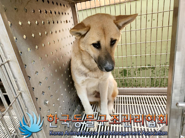한국동물구조관리협회_441406202302001
