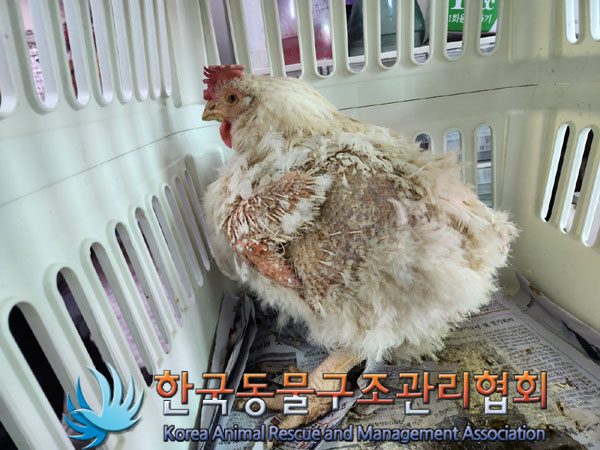종료(안락사) 닭의…
