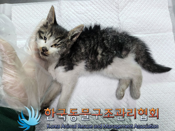 한국동물구조관리협회_441560202301636