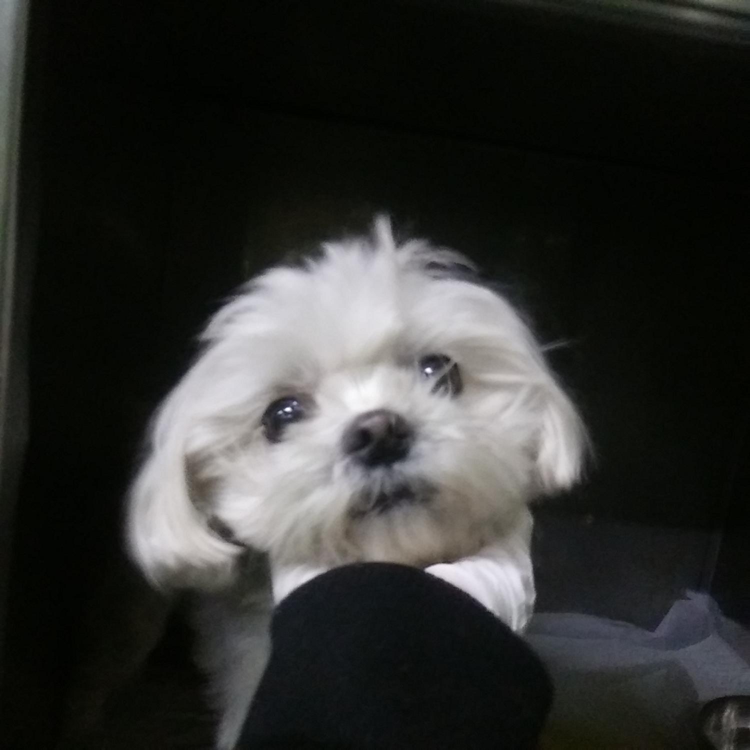 종료(반환) 말티즈…