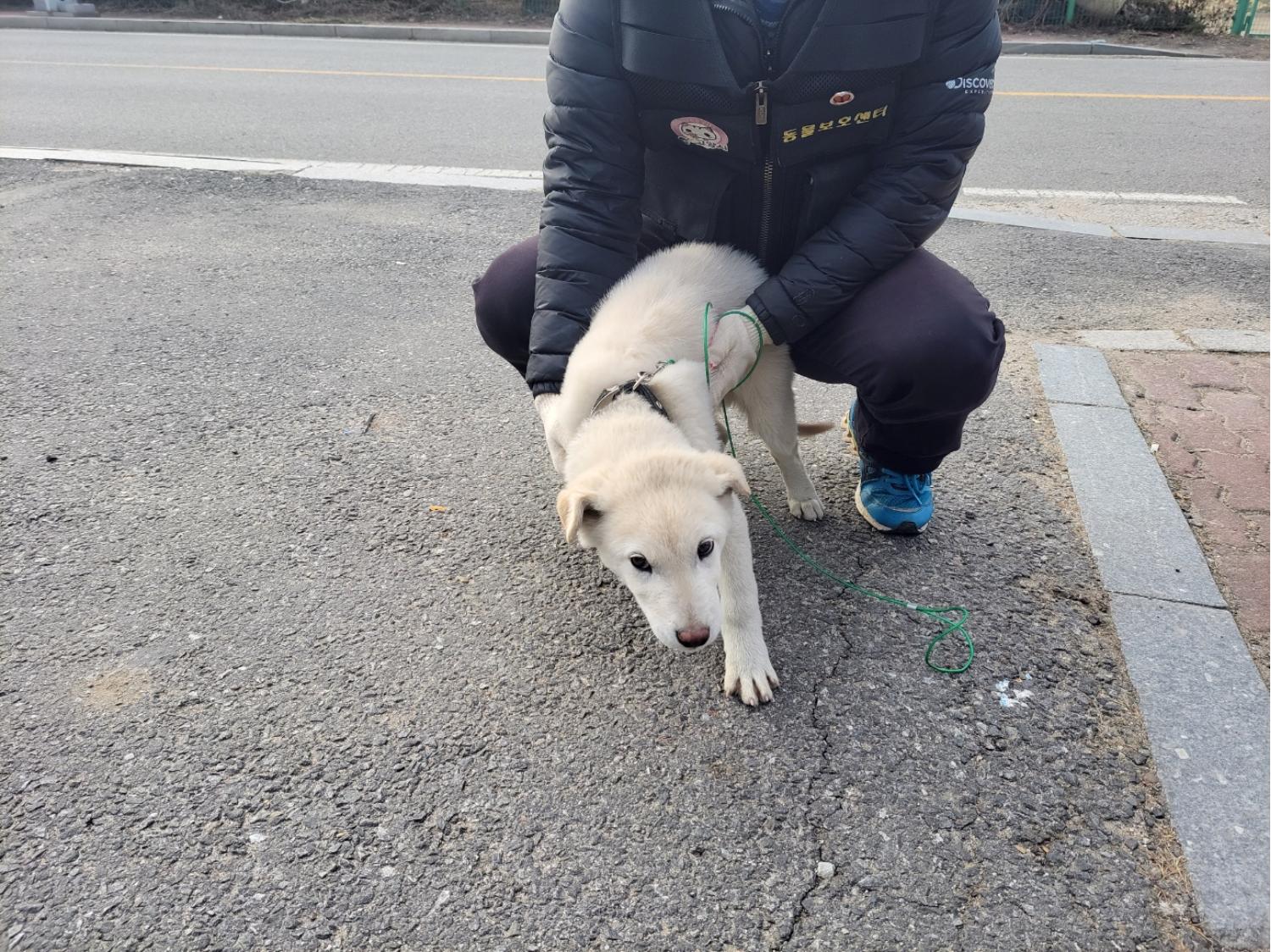 고양시동물보호센터_441394202302582