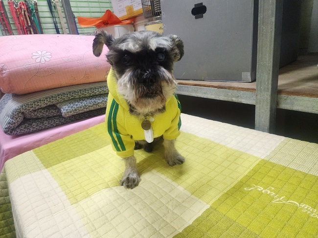 진해유기동물보호소_448532202300767