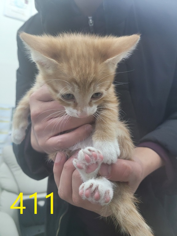 보호중 한국 고양이…