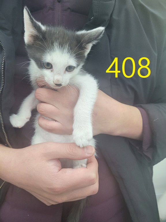신영재동물병원_428355202300666