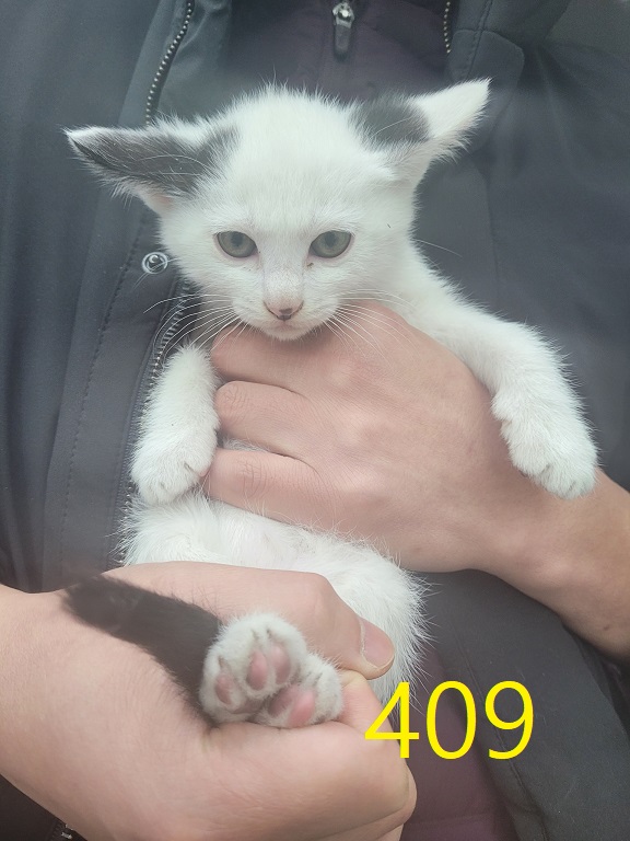 보호중 한국 고양이…