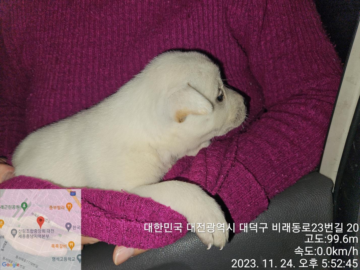 대전동물보호센터_430368202300653