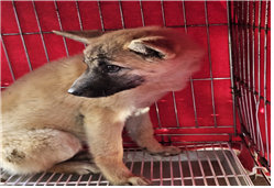 유기동물및관리협회_448535202301913