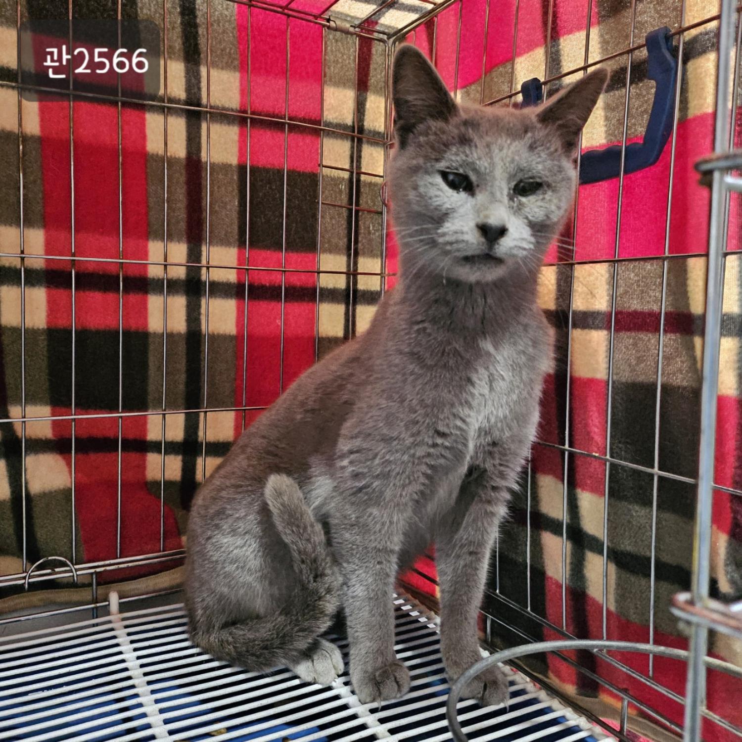 보호중 러시안 블루…