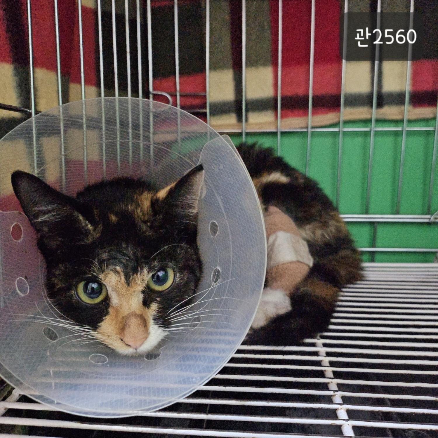 [고양이] 한국 고양이 경기-고양-2023-00950 유기동물 배경 이미지 입니다.