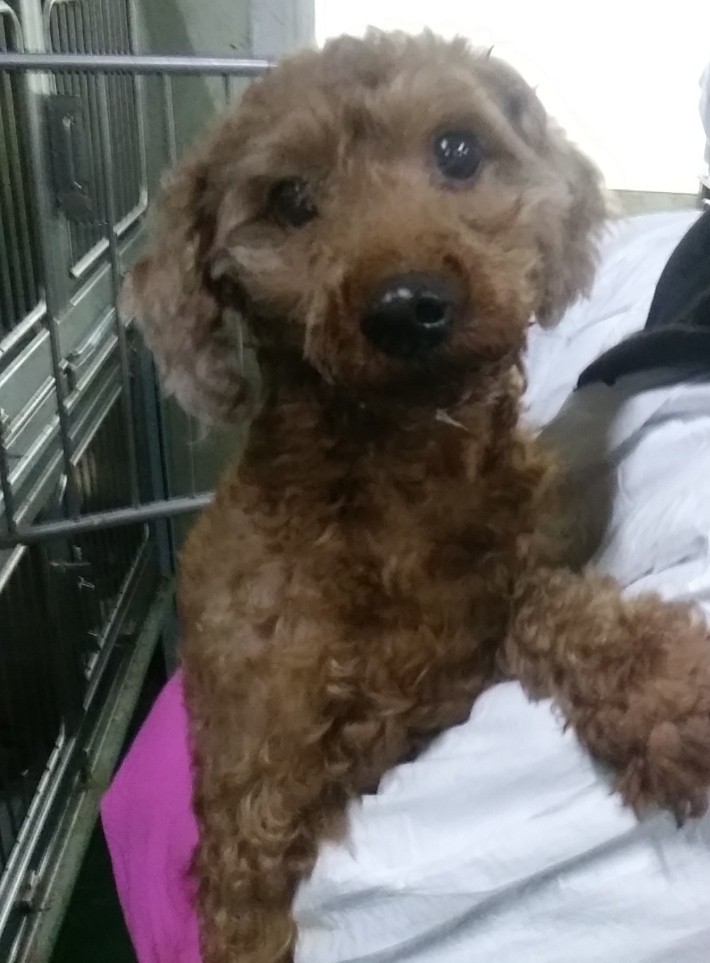 종료(자연사) 푸들…