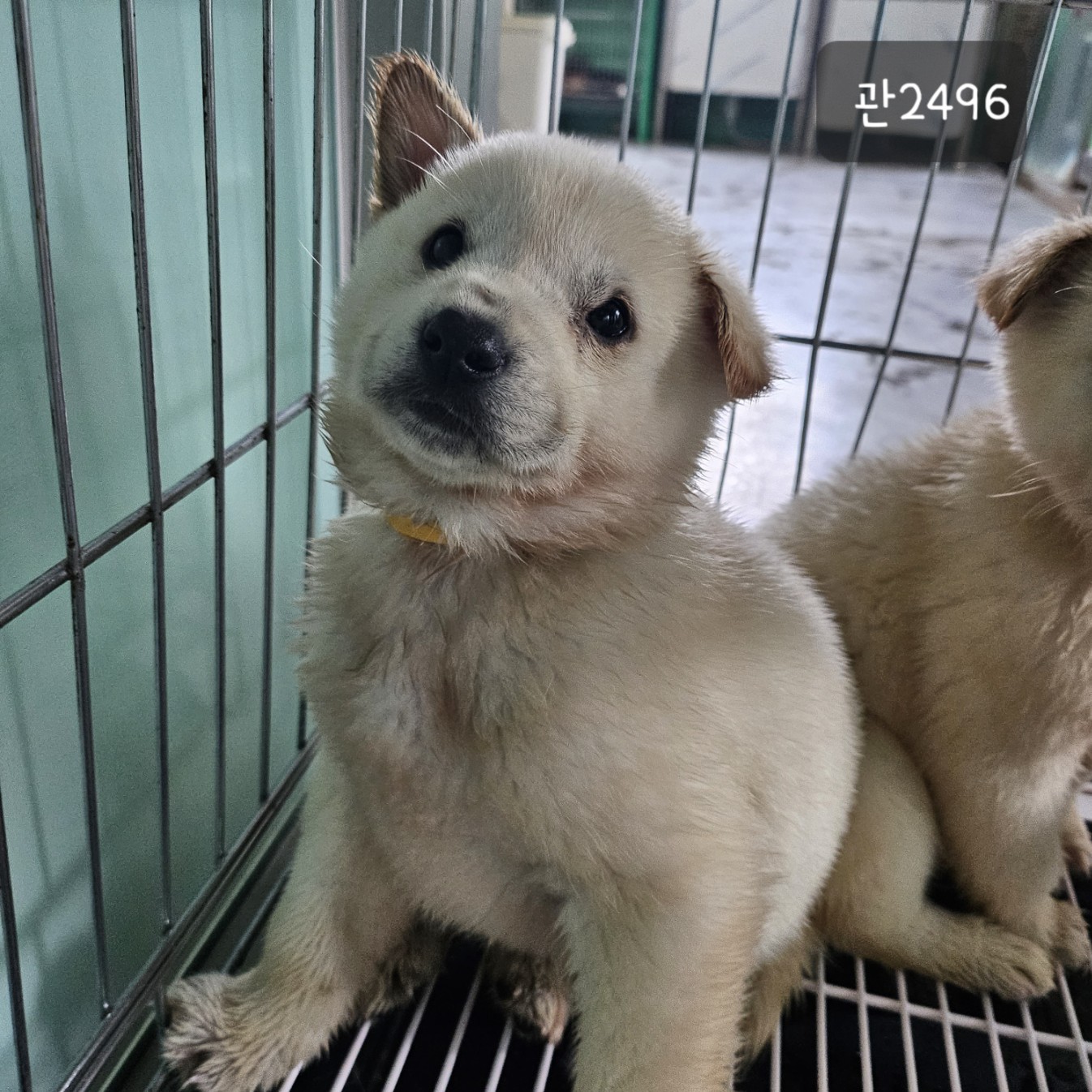 고양시동물보호센터_441394202302496