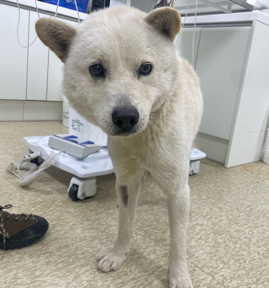 남양주시동물보호센터_441399202302898