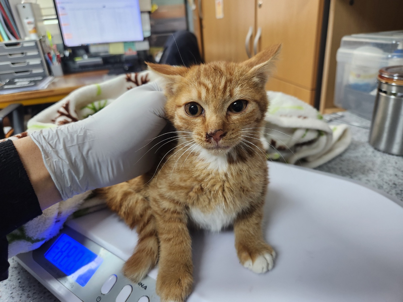 광주 동물보호소_429361202300694
