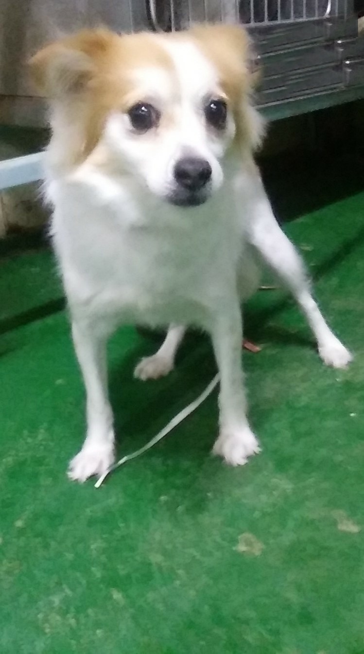 인천광역시수의사회_428351202300960