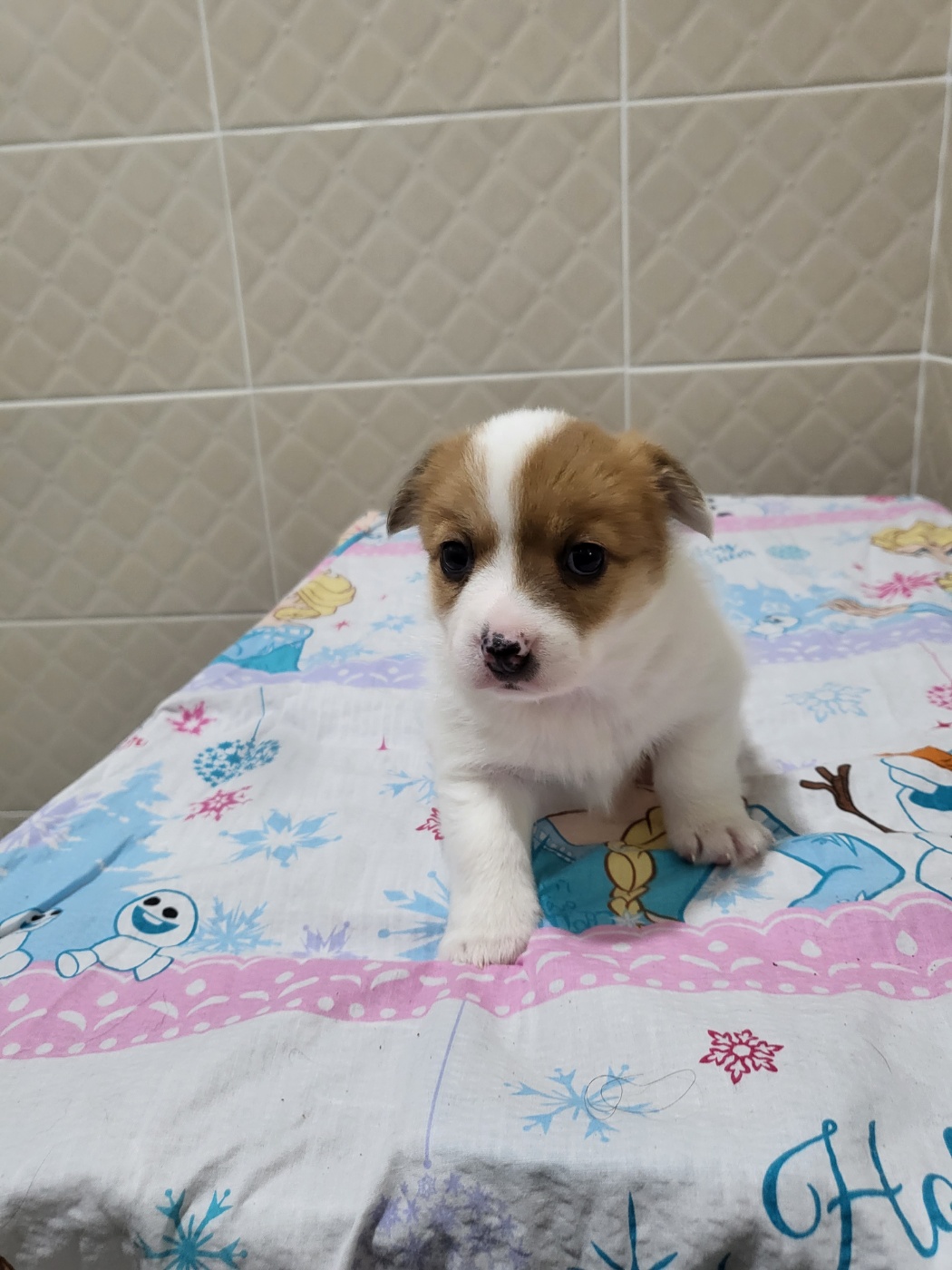 삼척시동물보호센터_442424202300832