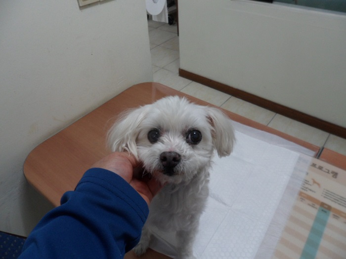 강현림동물병원_411314202300706