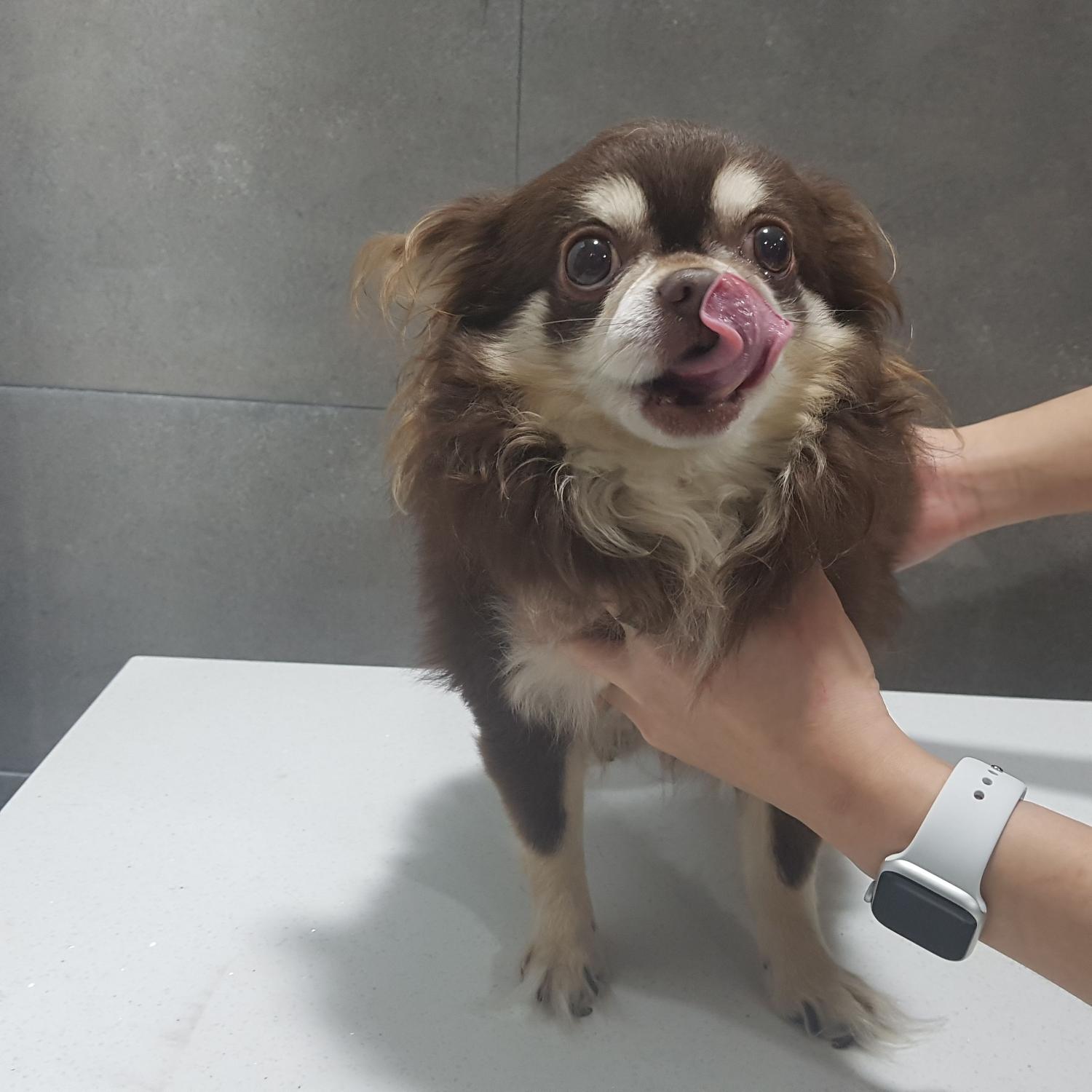 늘푸른동물병원_445464202303881