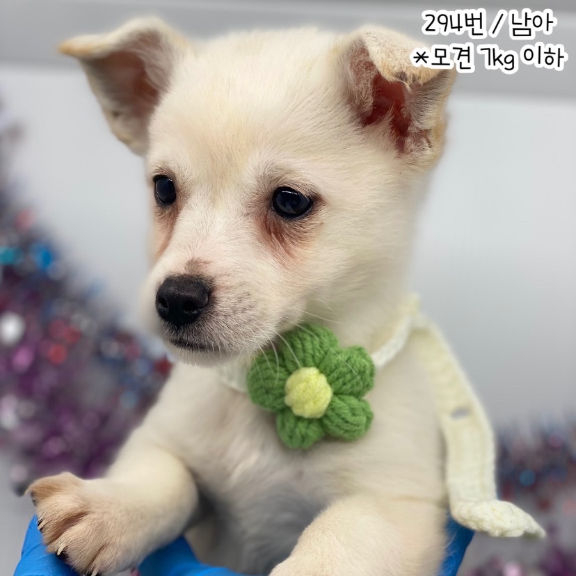 공주시 동물보호소_444450202300707