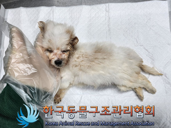 한국동물구조관리협회_441560202301639
