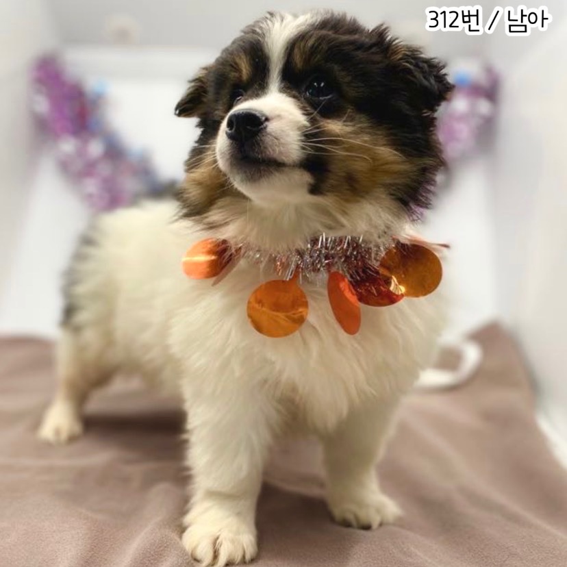 공주시 동물보호소_444450202300826