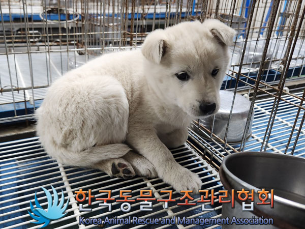 한국동물구조관리협회_441409202301988