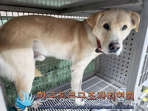 종료(반환) 믹스견…