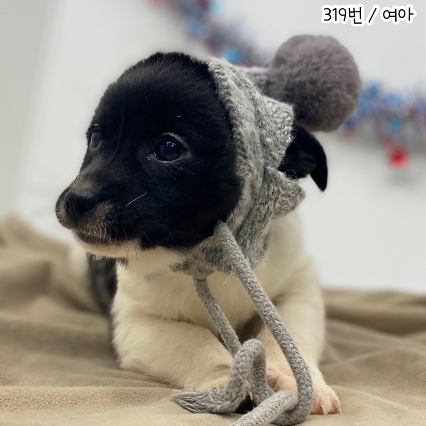 공주시 동물보호소_444450202300833