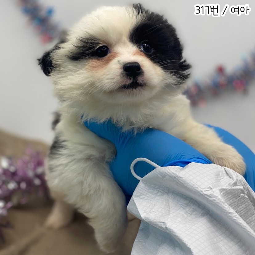 공주시 동물보호소_444450202300831