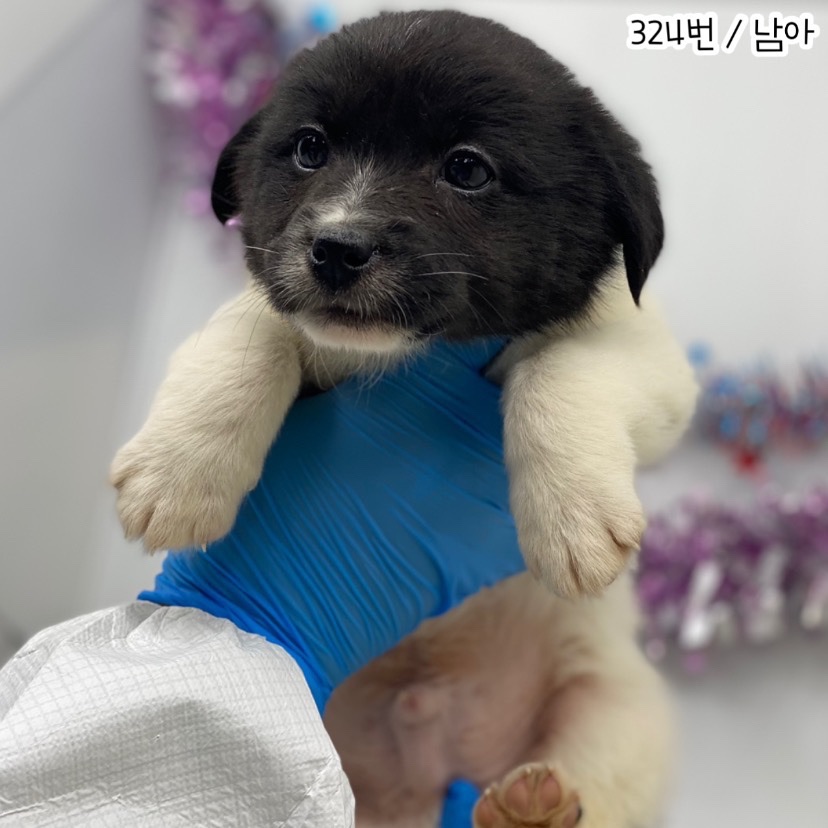 공주시 동물보호소_444450202300838