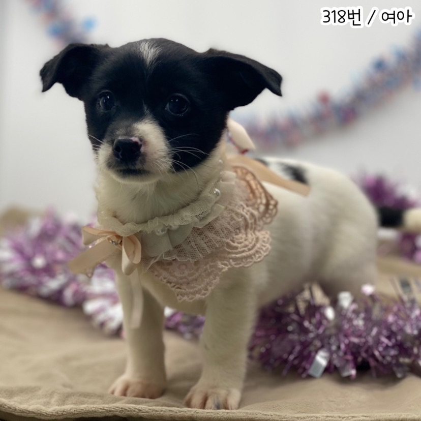 공주시 동물보호소_444450202300832