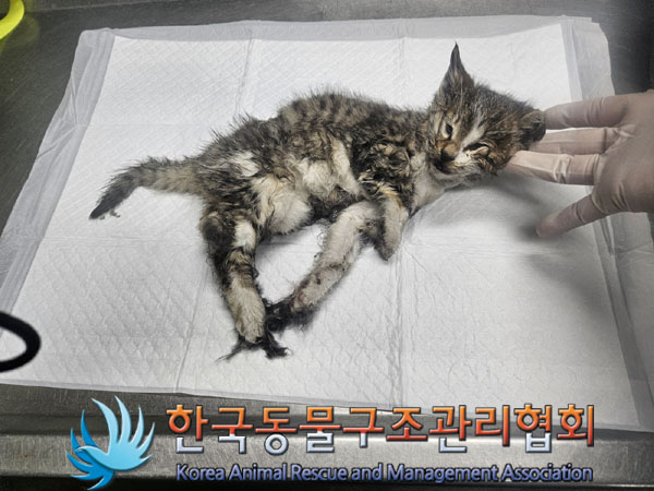 한국동물구조관리협회_411315202300776