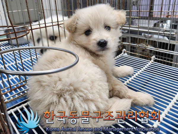 한국동물구조관리협회_441560202301641