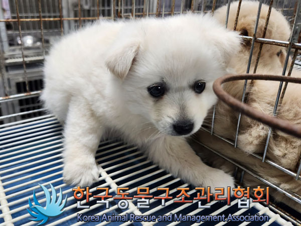 한국동물구조관리협회_441560202301642