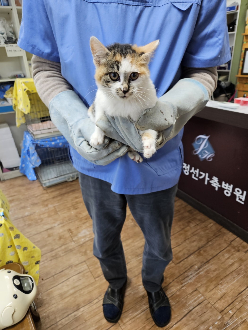 정선가축병원_442429202301125