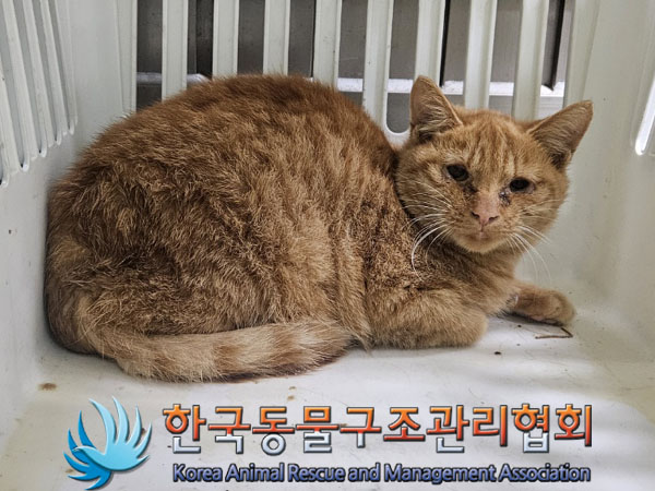 한국동물구조관리협회_441560202301640