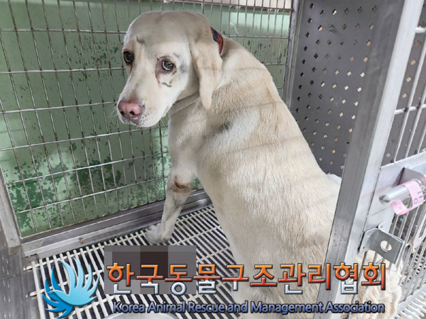 한국동물구조관리협회_441382202300956