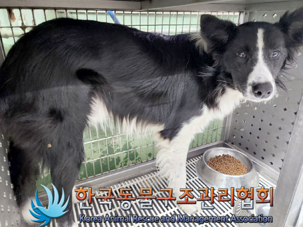한국동물구조관리협회_441382202300957