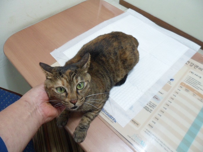 강현림동물병원_411314202300707