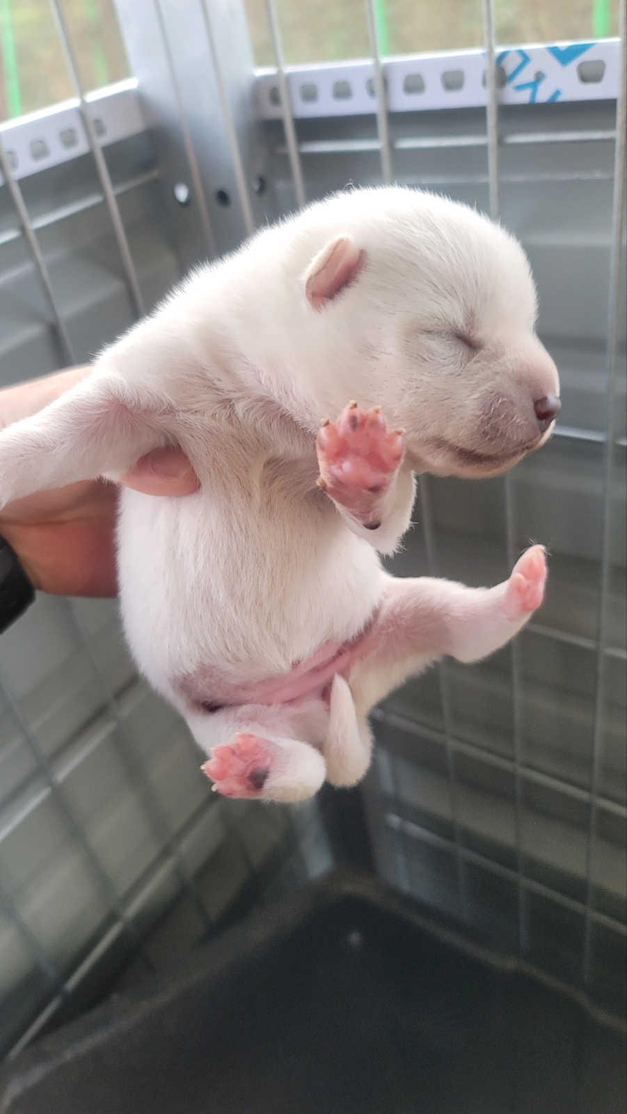 임실유기동물보호센터_445476202300548