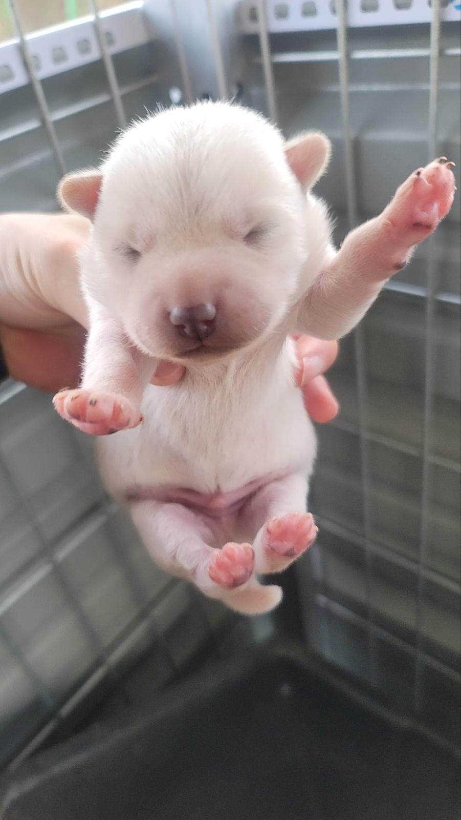 임실유기동물보호센터_445476202300549