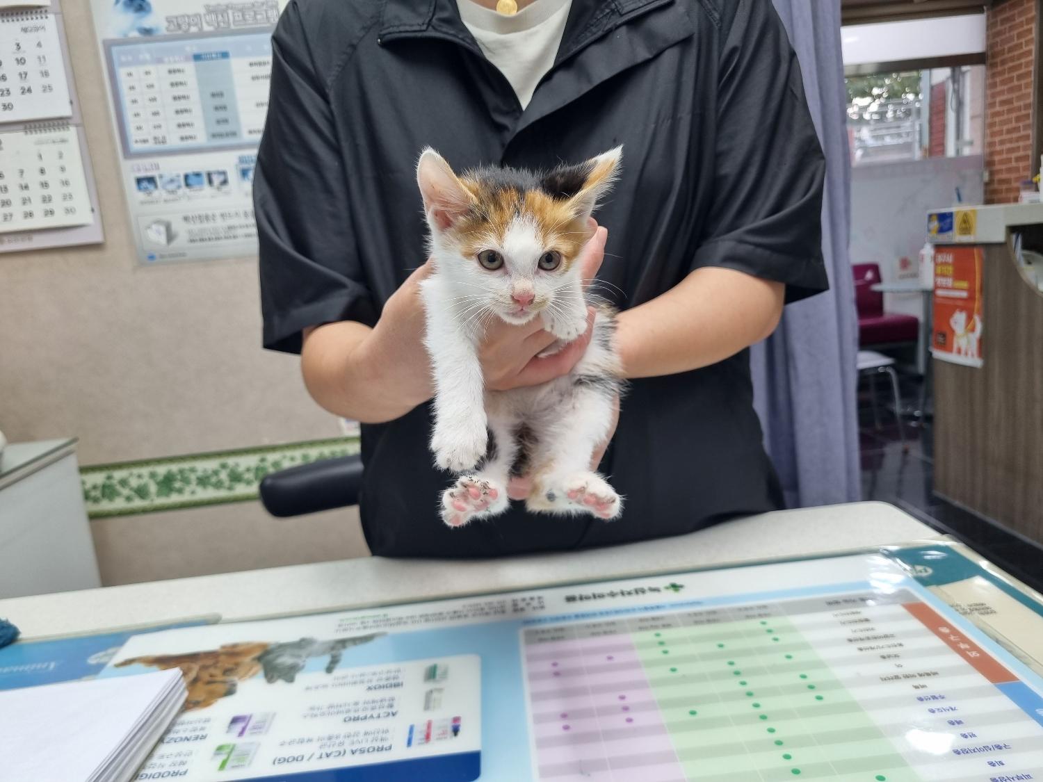 대구시수의사회(보경)_427343202301014