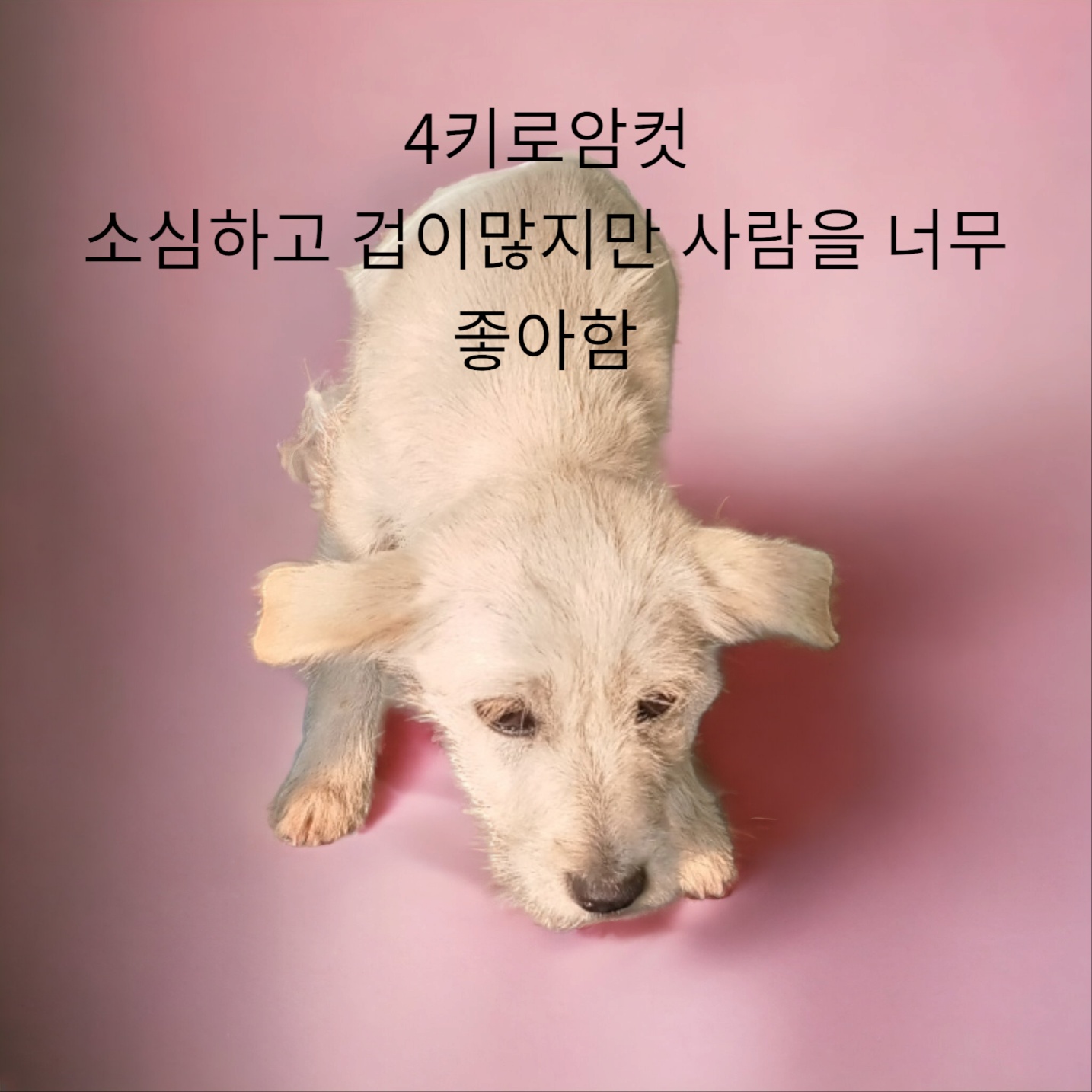 성주유기동물보호센터_447521202300367