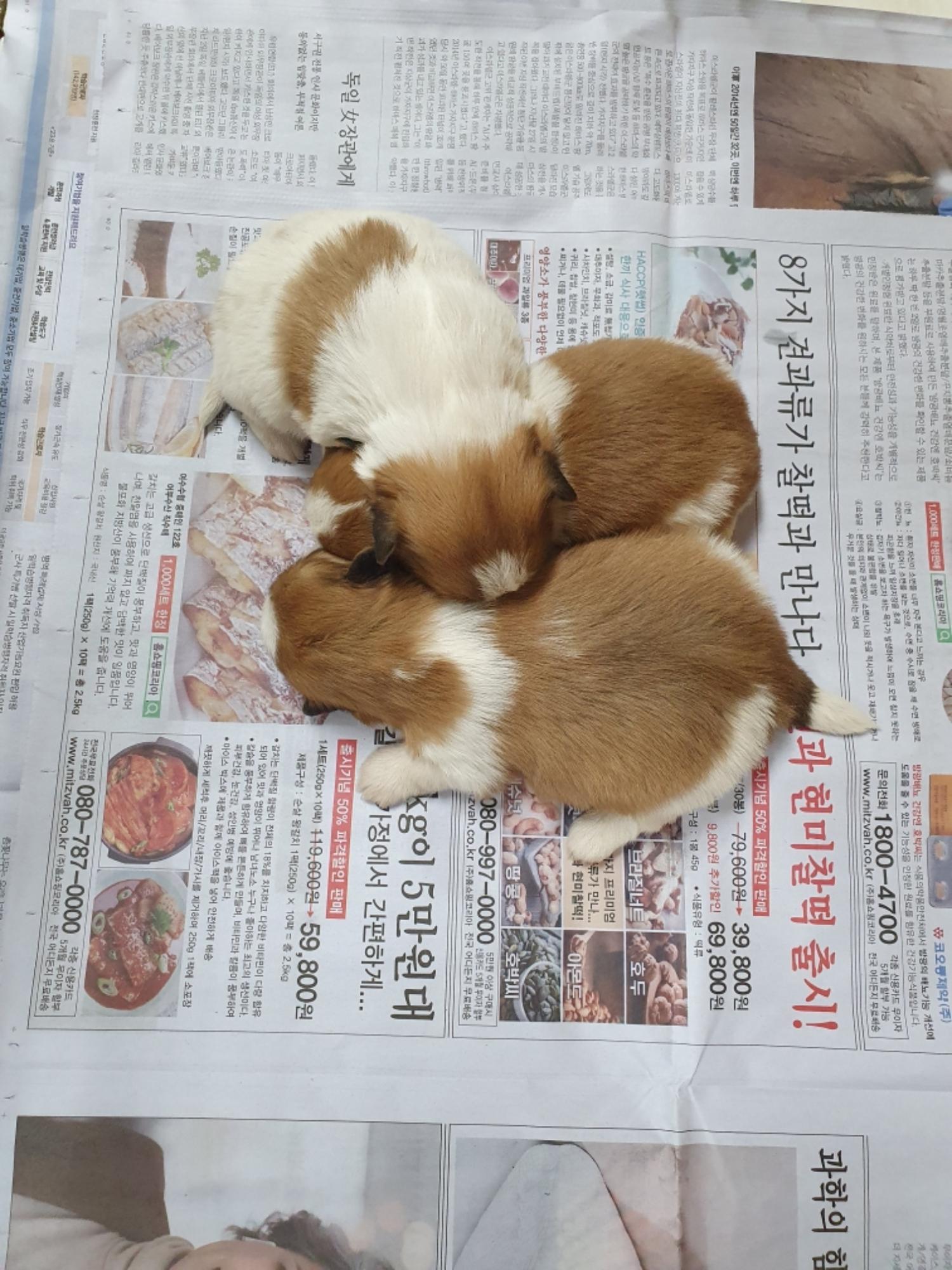 최종주동물병원_443444202300624