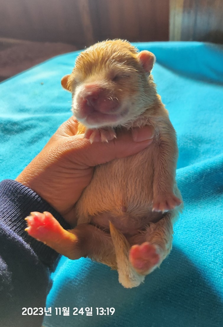 울산유기동물보호센터_431373202301366